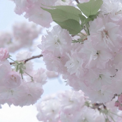 彭阳福瑞交流群